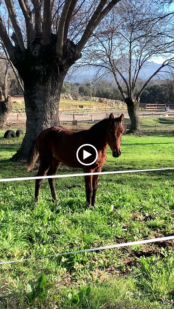 NMV Horses Escuela de Equitacion — Videos