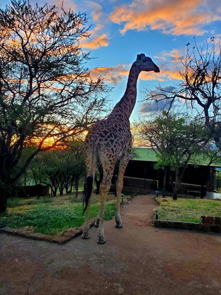 Ngorongoro Wild Camp