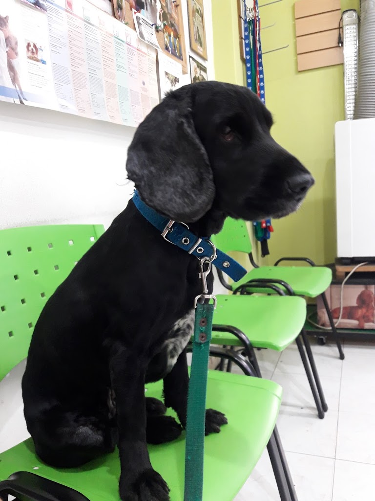 Perro