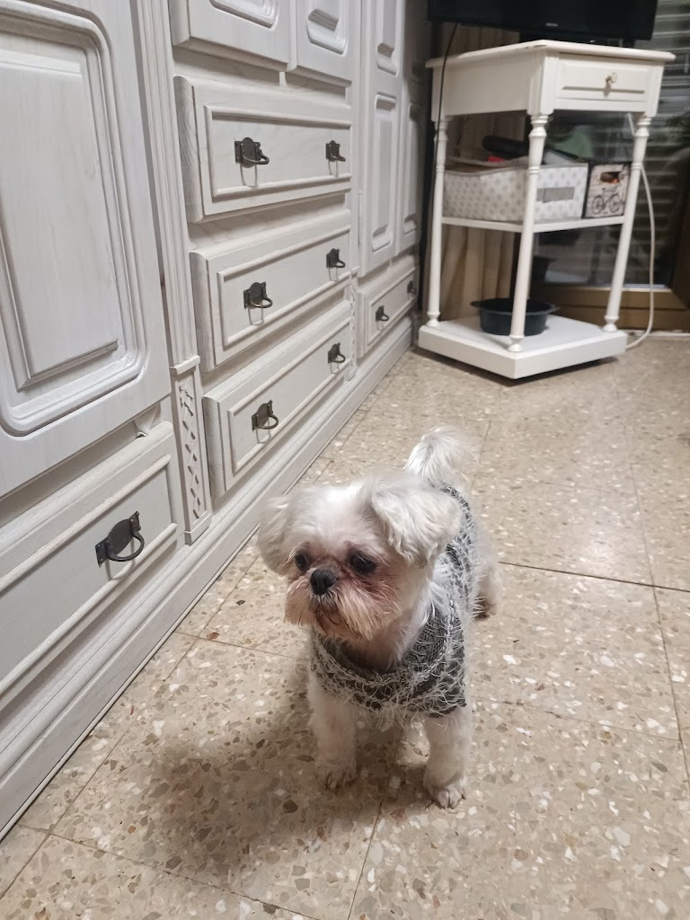 peluqueria canina Monzon MIA