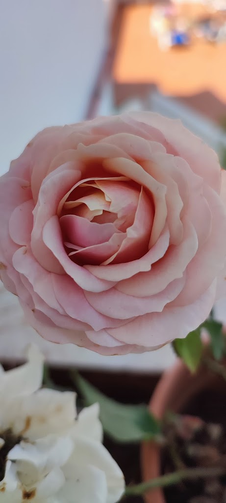 Salon de belleza | Beauty Salon | Jennifer's Beauty Garden