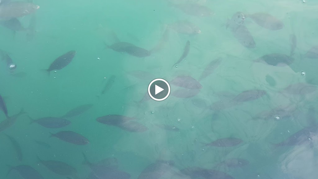 Restaurante COPAS — Videos
