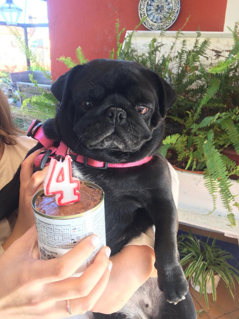 CV San Francisco — Perro