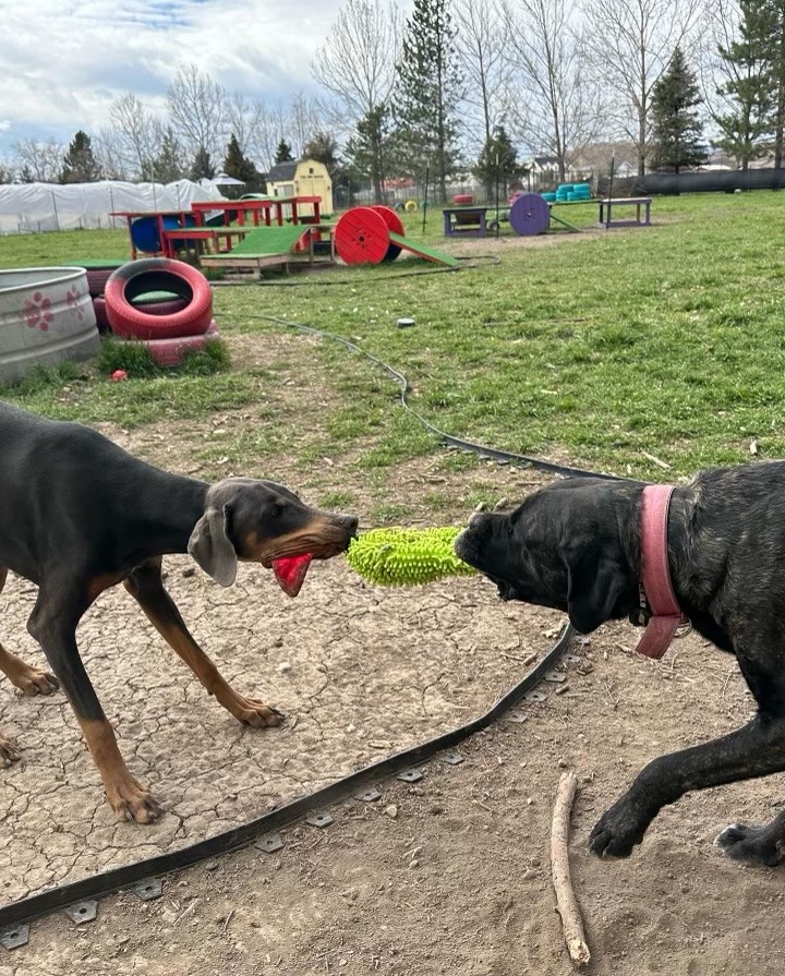 Dog