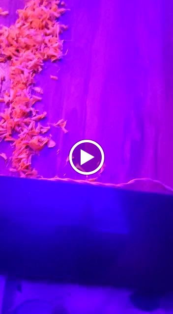 Videos