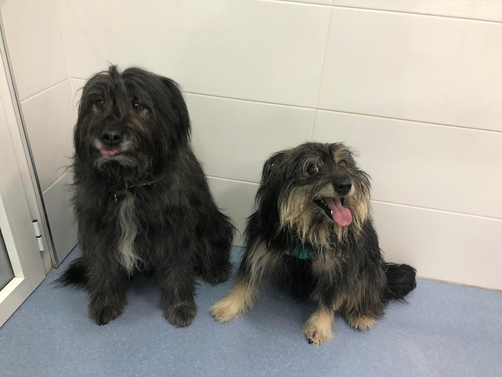 Hospital Veterinario Torrent — Del propietario