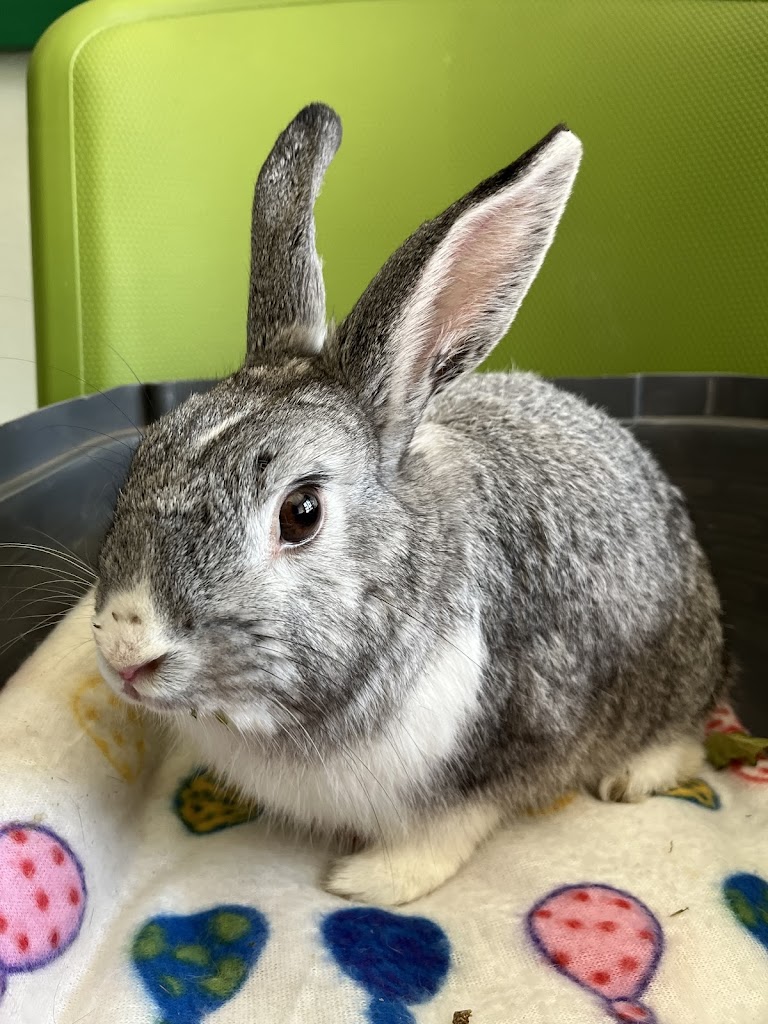 Conejo
