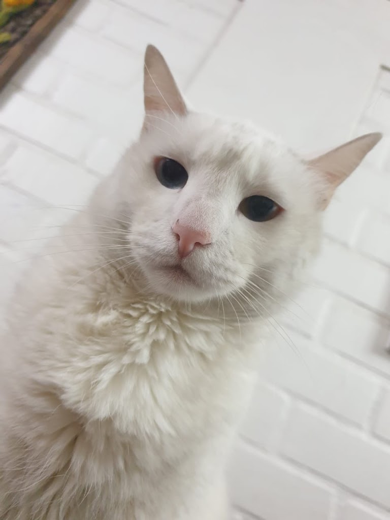 Gato