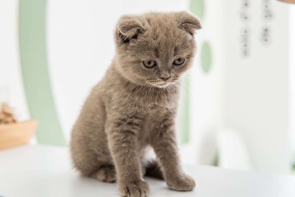 Clinica Veterinaria Vetpineda — Gato