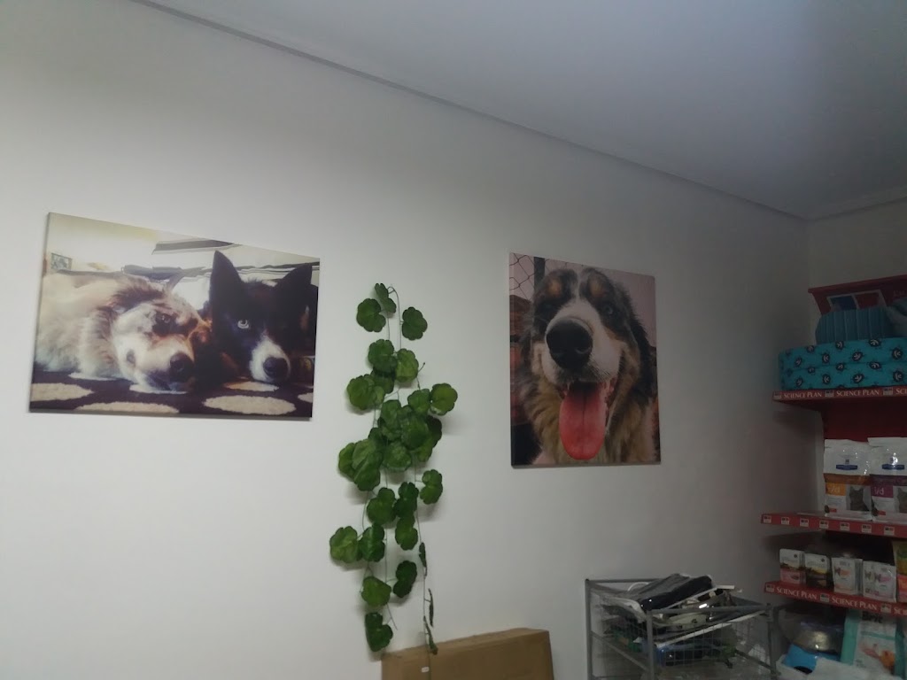 Clinica Veterinaria Mungia — Perro