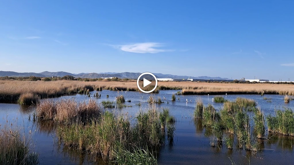 Marjal dels Moros Pucol