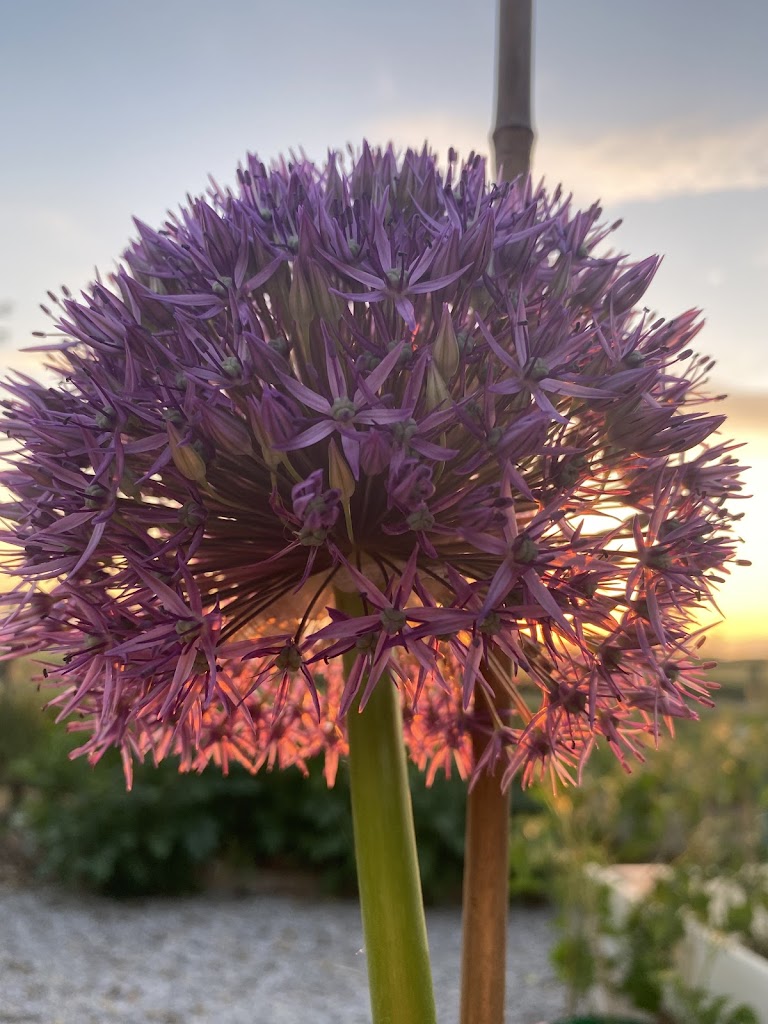 Field Good Flowers