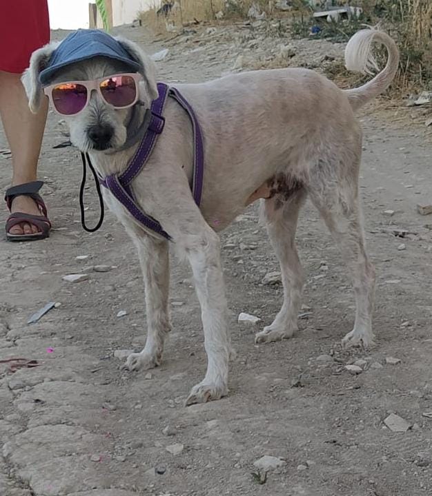 Clinica Veterinaria BETAVET — Perro