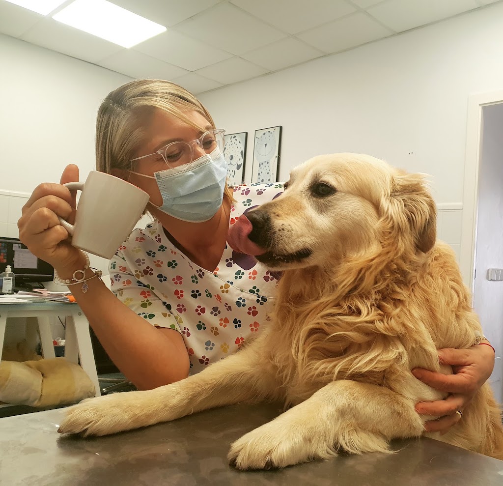 Clinica veterinaria Jose Angosto — Perro