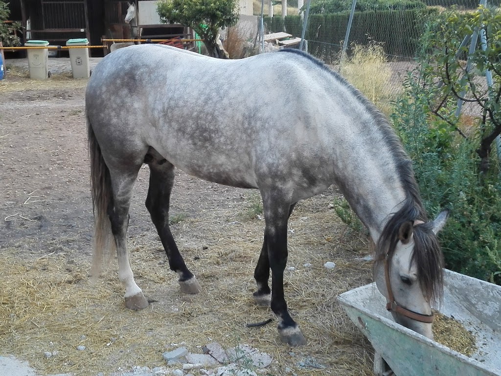 Alameda de Caravaca de la Cruz
