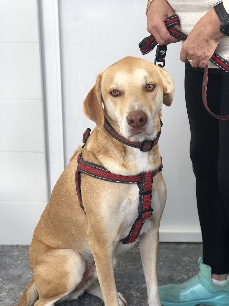 Clinica Veterinaria La Caleta | MiVet — Perro