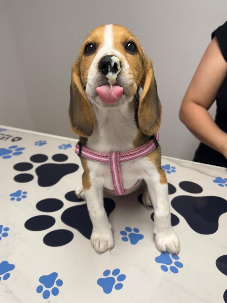 Clinica Veterinaria Sant Marc — Perro