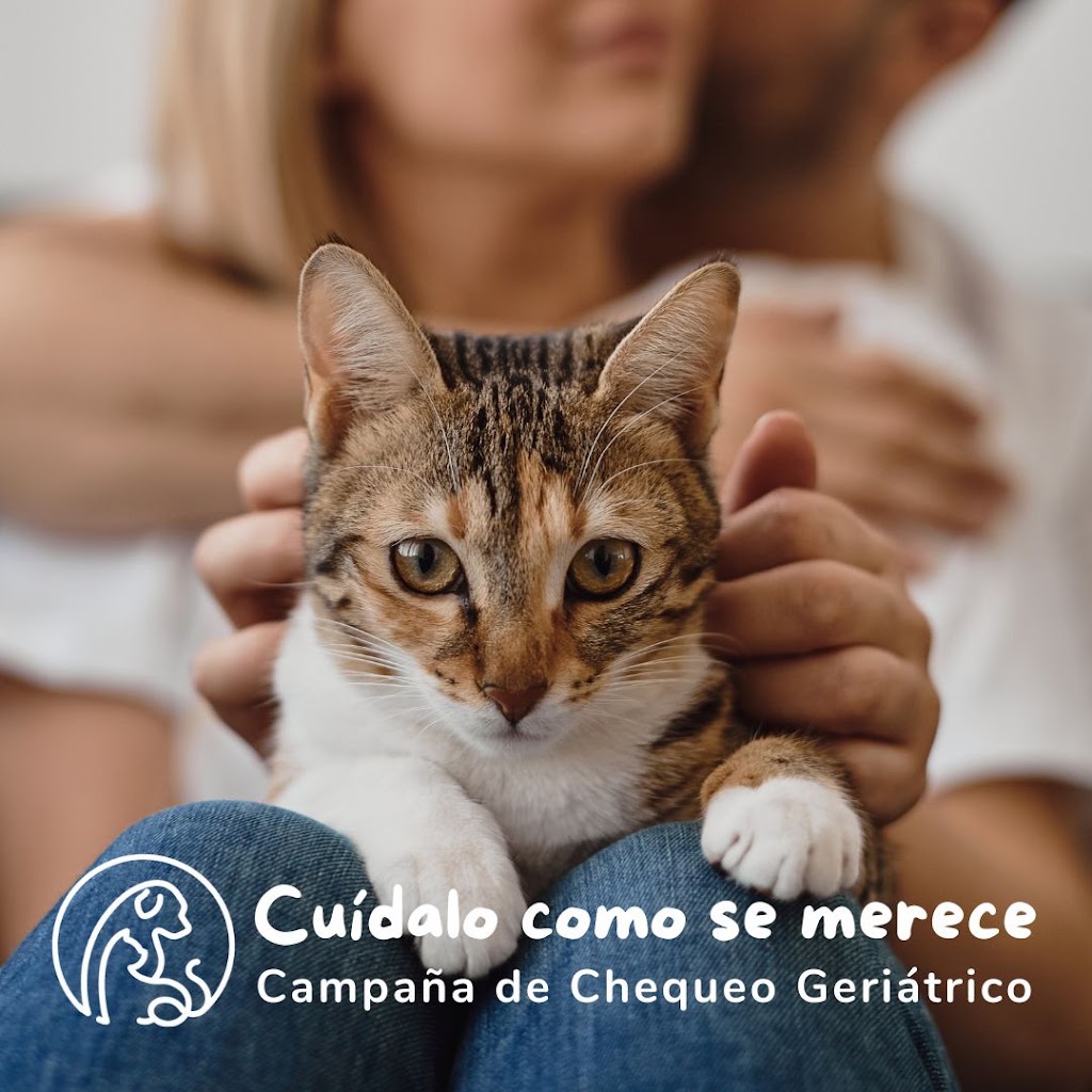 Hospital Veterinario Beade — Gato
