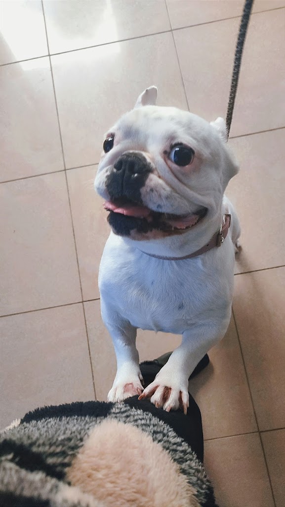 VidAnimal Centro veterinario