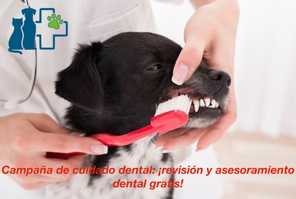Clinica Veterinaria Puebla Lucia — Perro