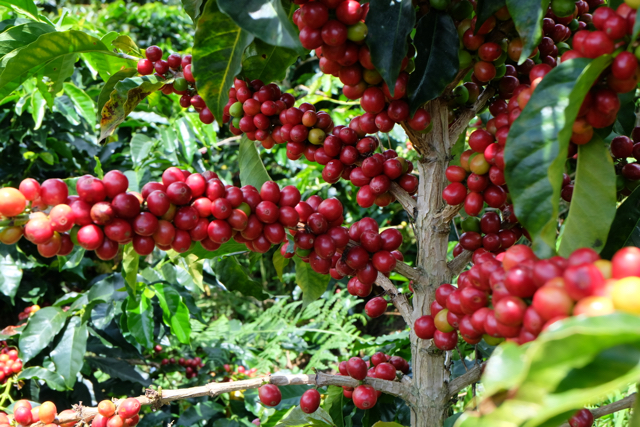 Photo of Museo Coffee Roasters