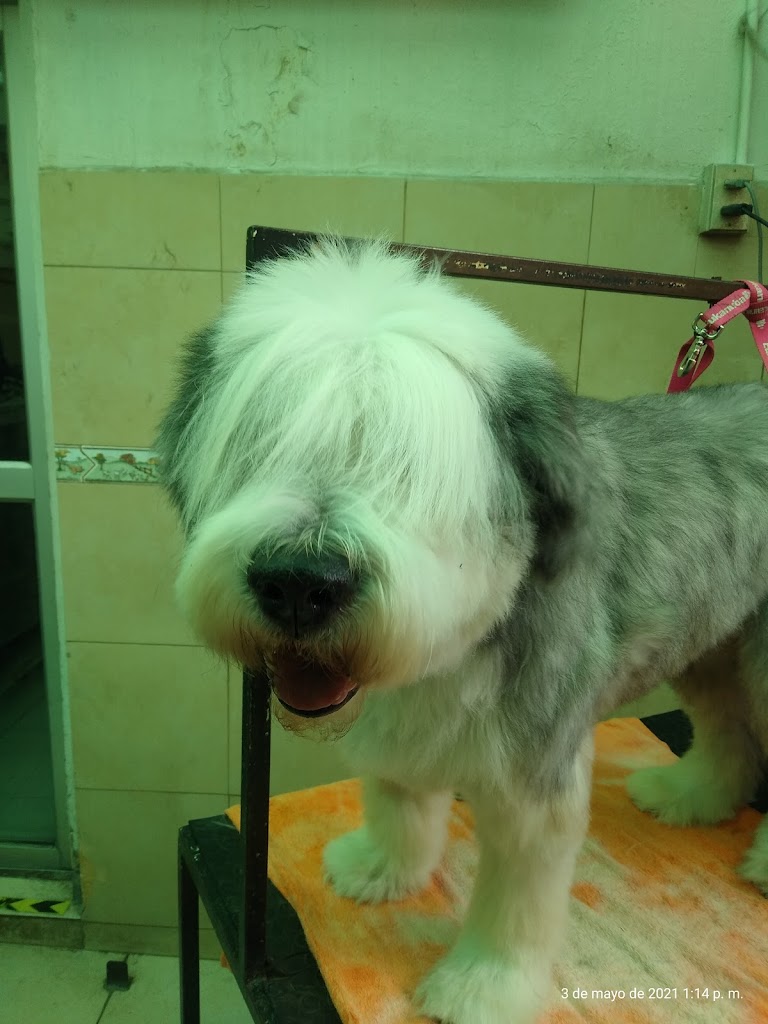 Perro