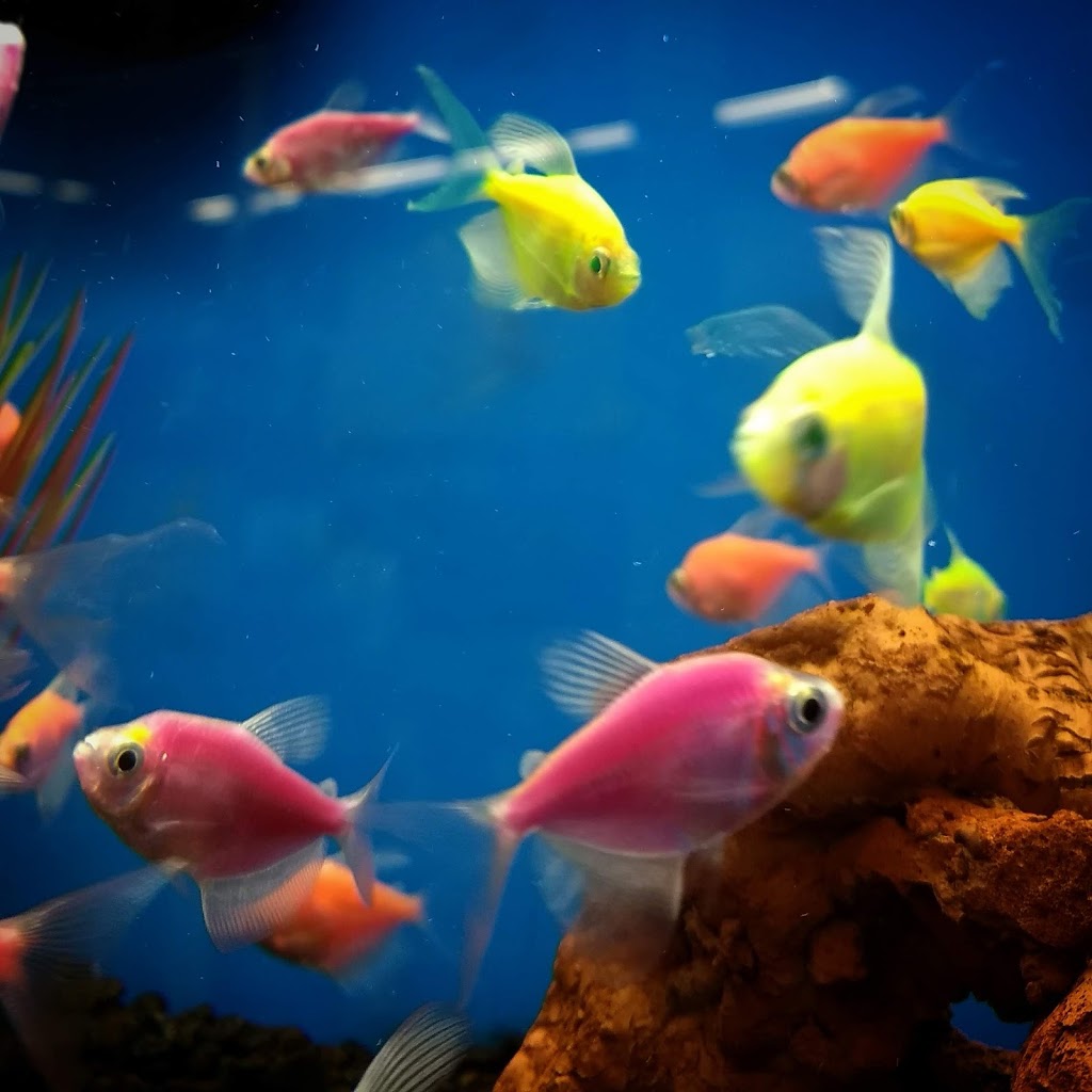 Aquarium