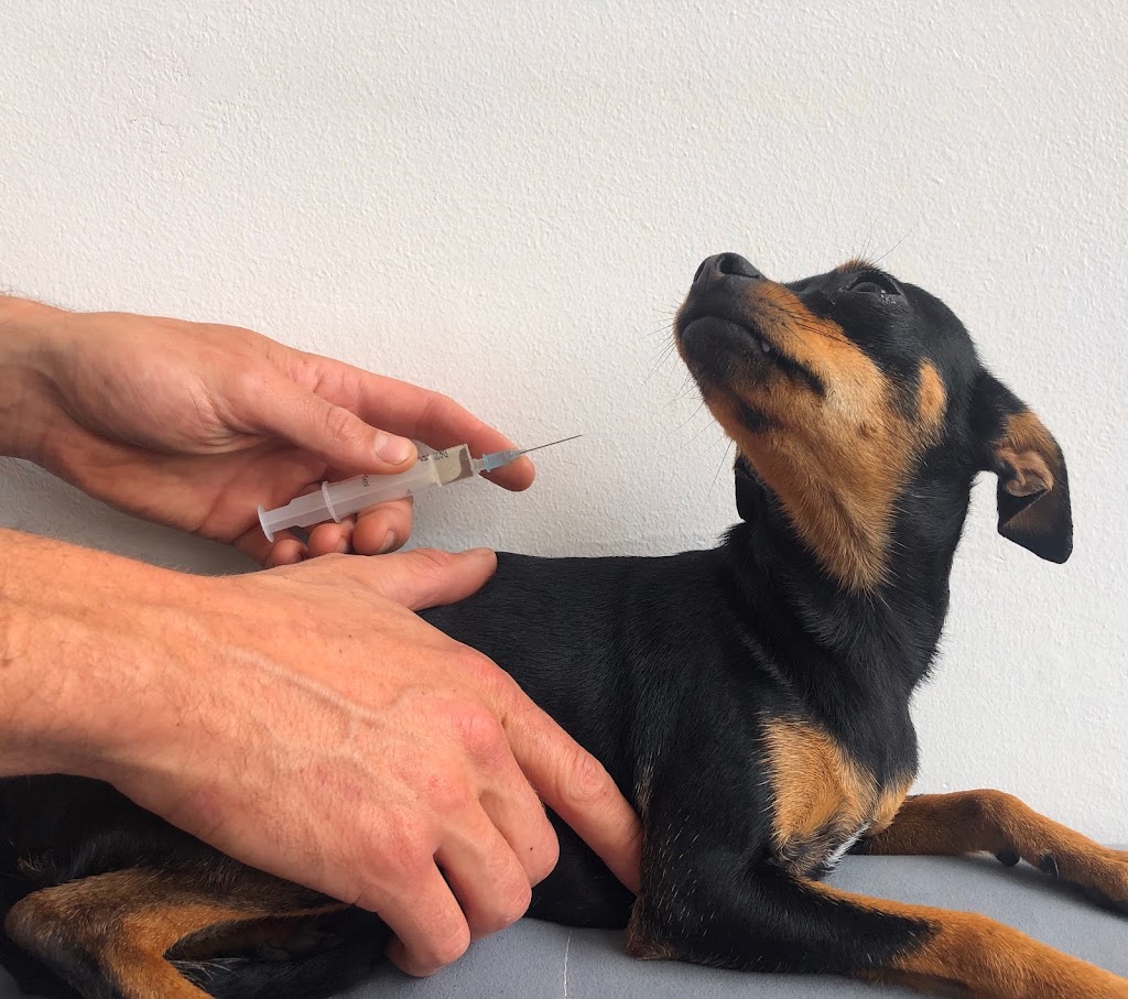 Clinica Veterinaria Bestiari — Perro