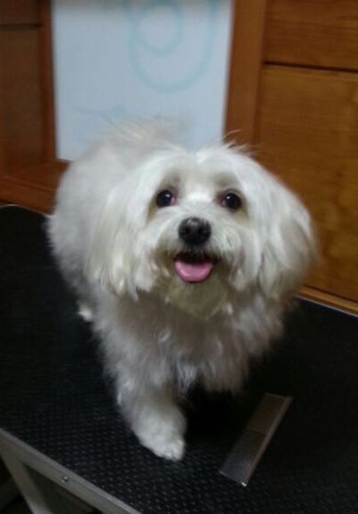 BudaPets Veterinaria