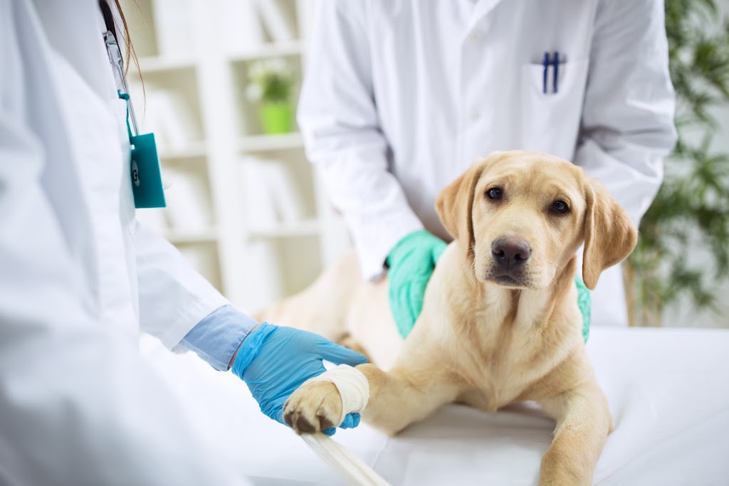 Clinica Veterinaria Son Oliva — Del propietario