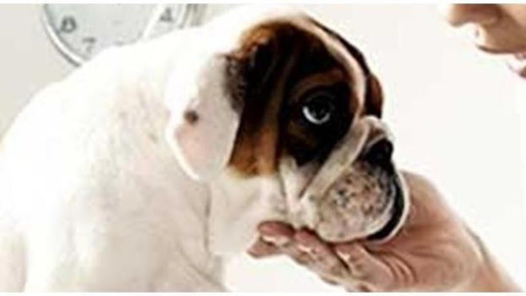 Clinica Veterinaria Leioa