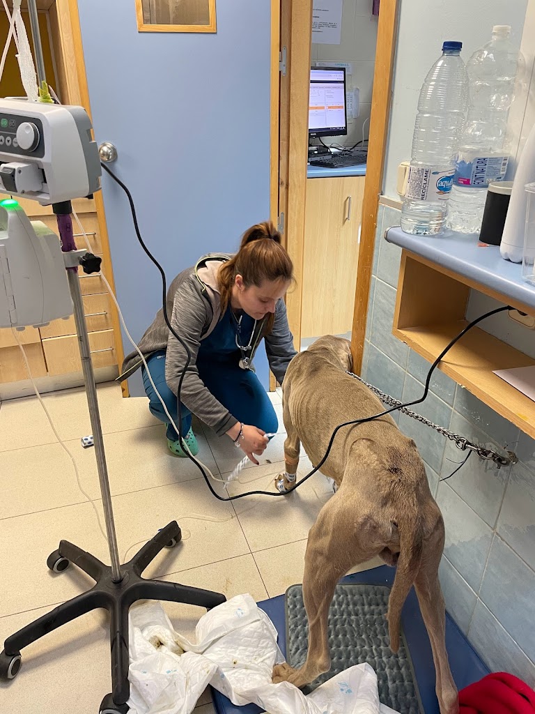 Clinica Veterinaria Albeitar Centro