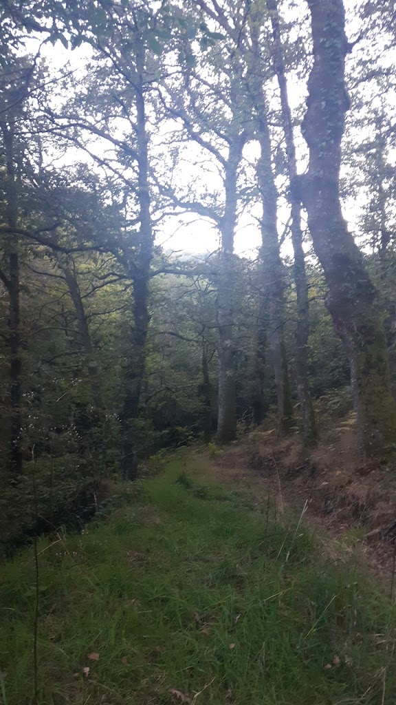Carballo do Campo (San Andres de Logares)