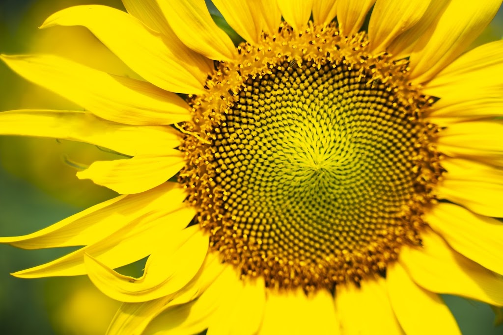 EKILORE Constelaciones Familiares