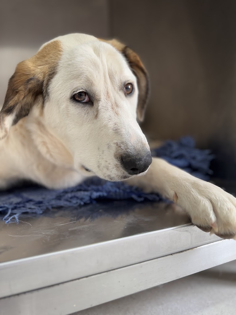 Granavet Cartagena, Clinica Veterinaria especializada en castraciones