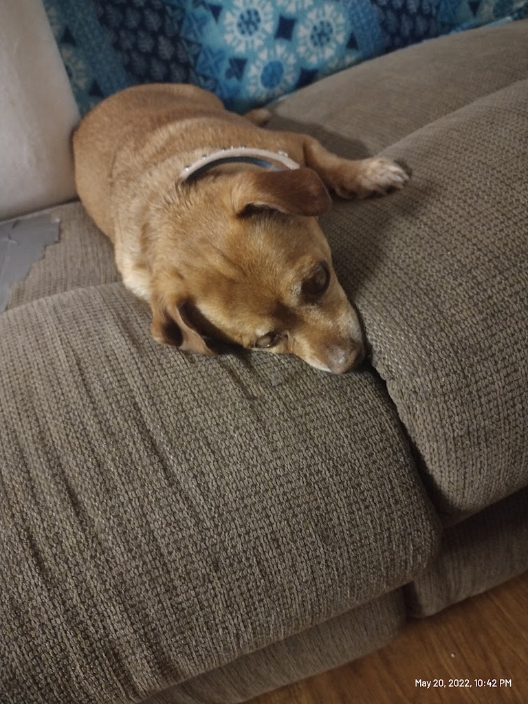Perro