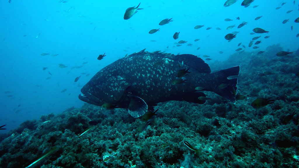 Centro de Buceo Padi Scuba Elx Santa Pola - Tabarca