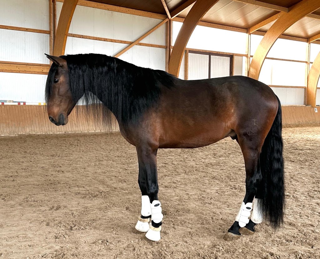 Hospital de Caballos AGRODIEGO SL — Caballo