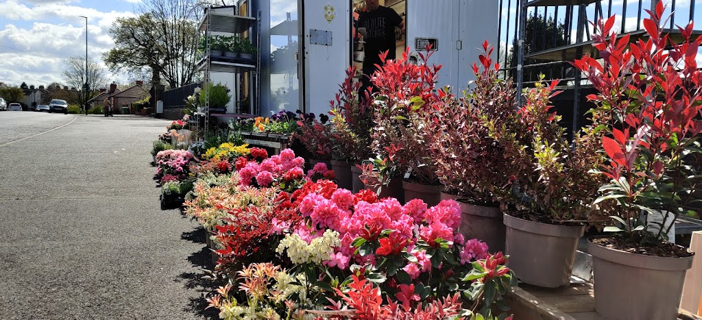 Jamie's Fancy Pop-Up Plants