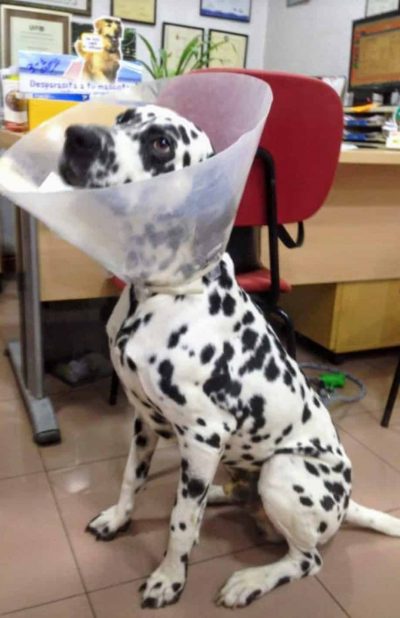 Clinica Veterinaria Wau — Del propietario