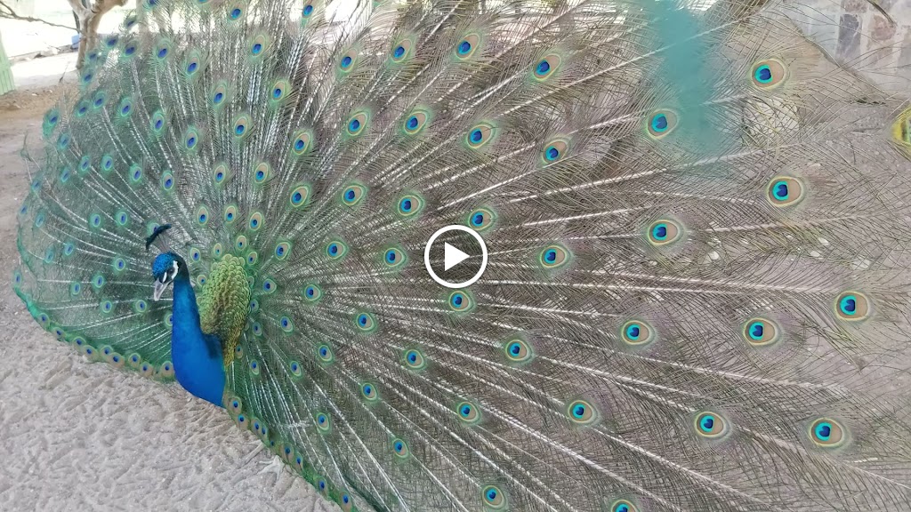 Pajarera Parque Municipal Juan Carlos I — Videos
