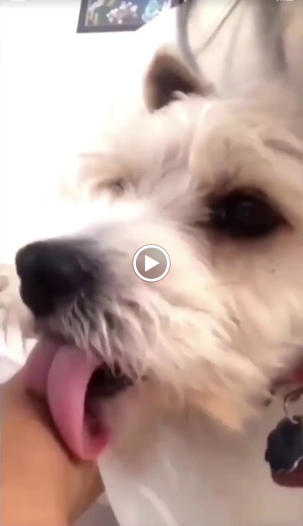 Integravet Centro Veterinario — Videos