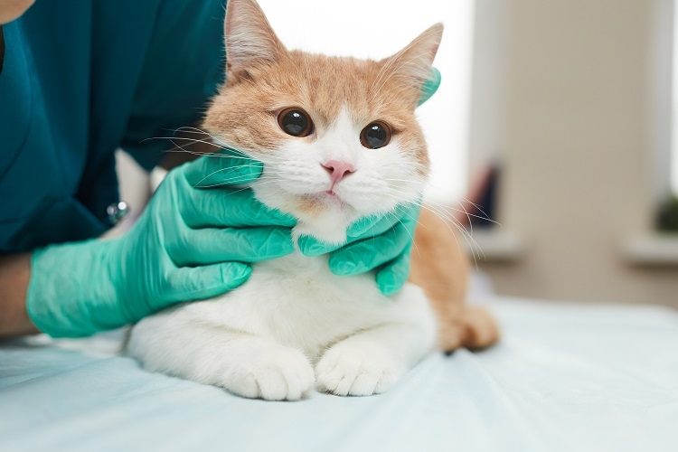 Clinica Veterinaria Molino de la Hoz - Veterinario Las Rozas — Gato