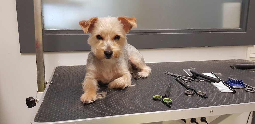 Clinica Veterinaria Iturvet — Perro
