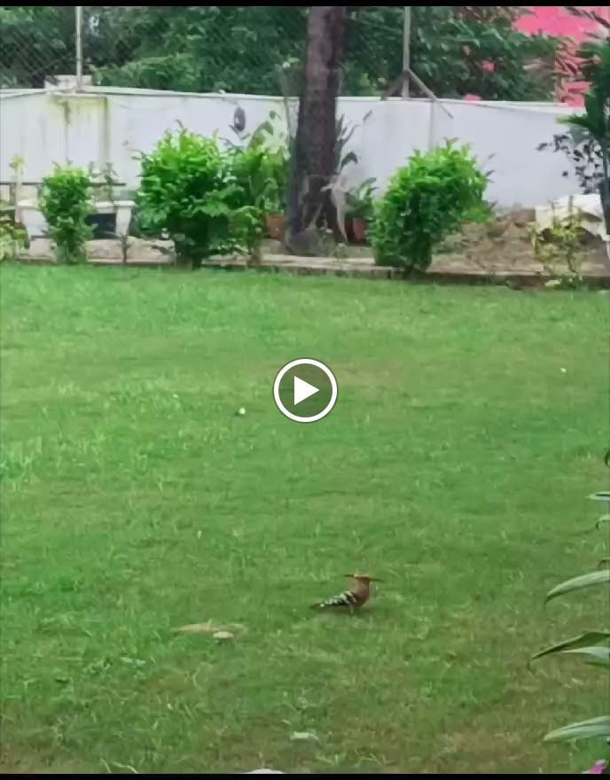 Videos