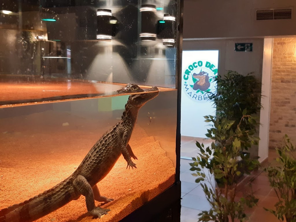 CROCODEAL MARBELLA SOCIAL CLUB (WEED CLUB)