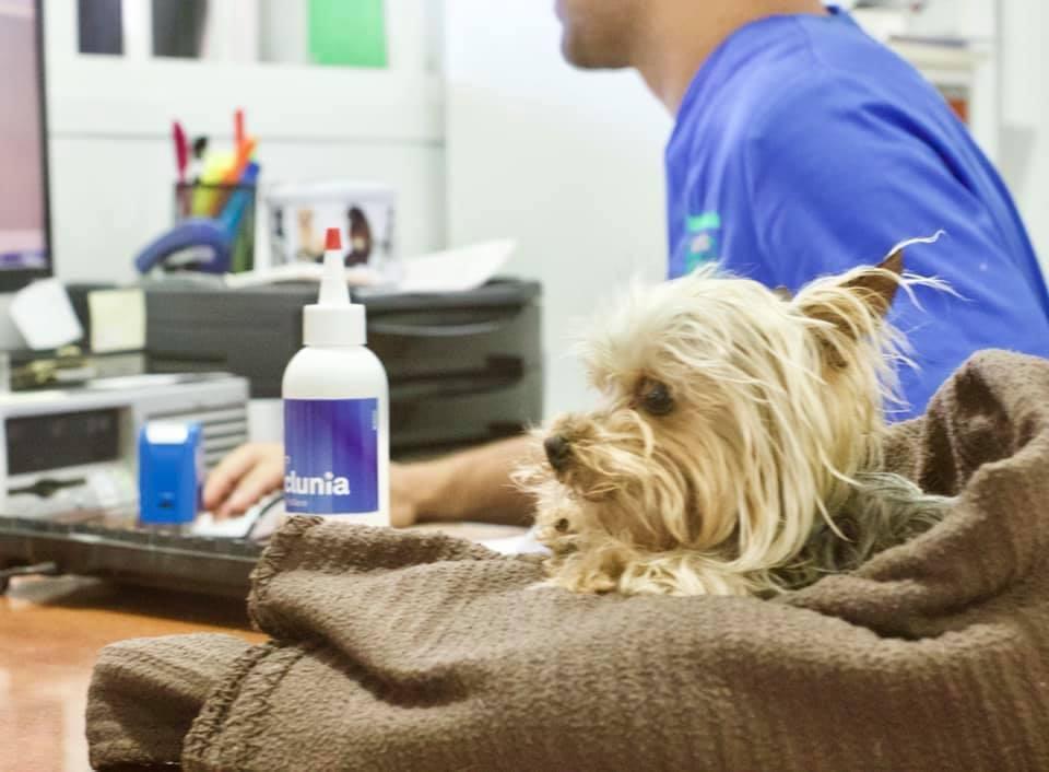 Clinica Veterinaria Garola — Todas