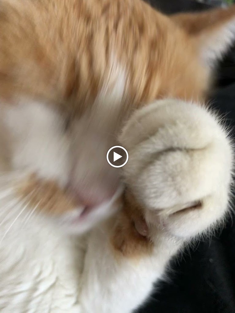 AlmaVet | Consulta Veterinaria | Marina Fortea — Videos