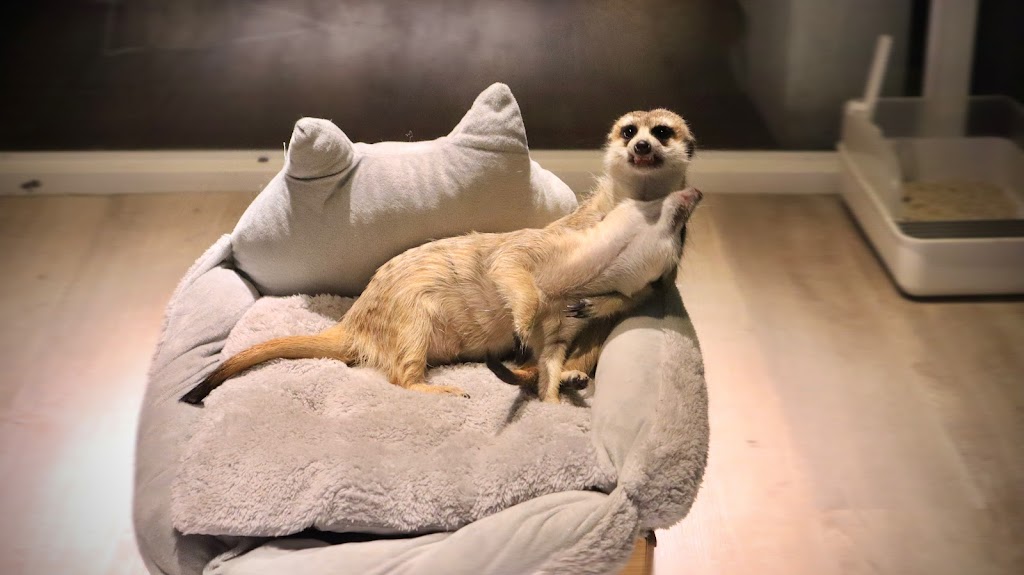 萌獴學園複合式餐飲 的照片