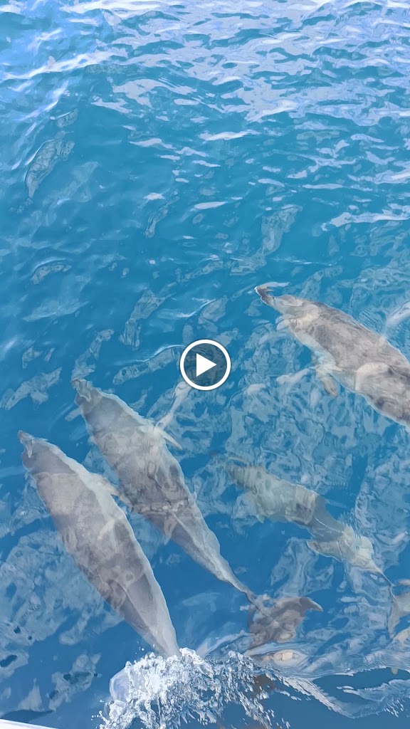 Blue M Boat Trips Puerto de Mogan — Videos
